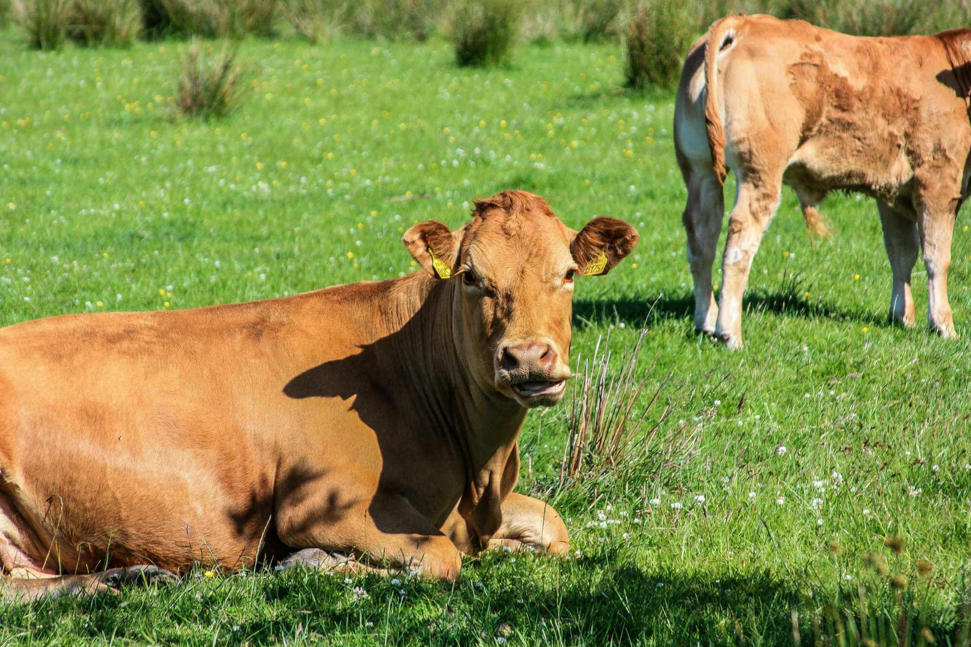 Co je to protein grass-fed